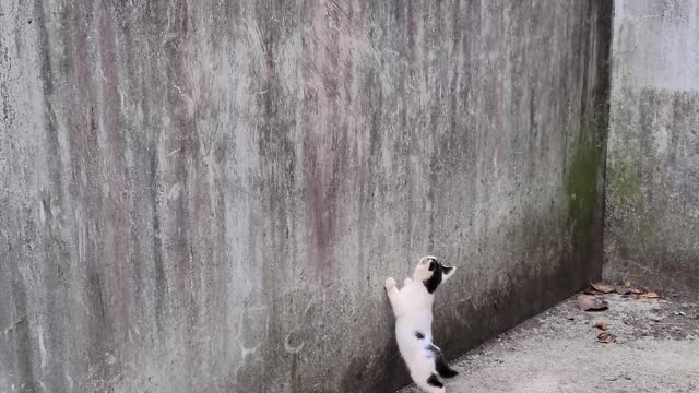 Baby cat under the wall