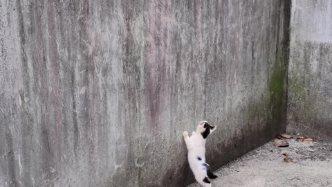 Baby cat under the wall