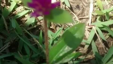The sound of flowers