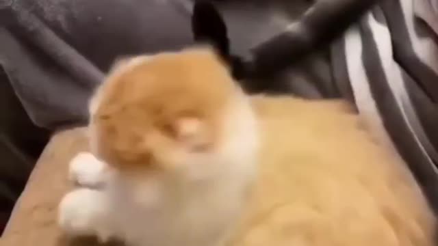 Cat fighting