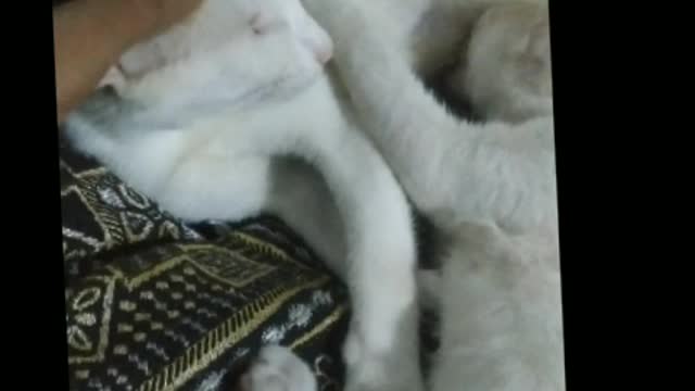 Cat love# mother cat love moments