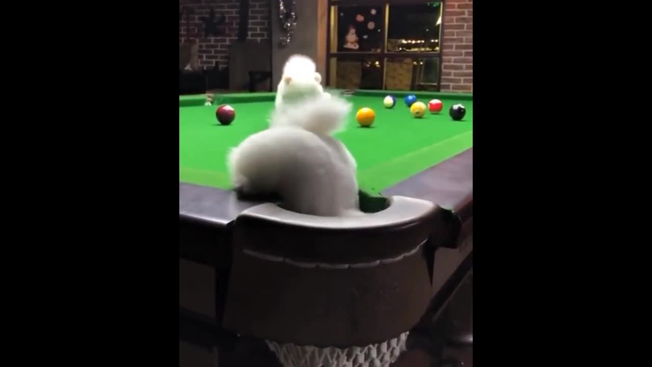 Dog accidentally fall on pool table basket 🧺 adorable and funny.