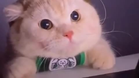 Heyyy so cute cat 🐈