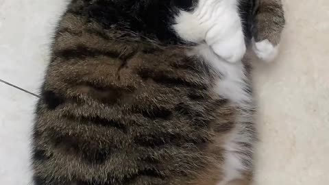 Black cat peeps your memory with amber eyes