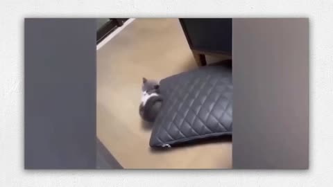 Funny cats