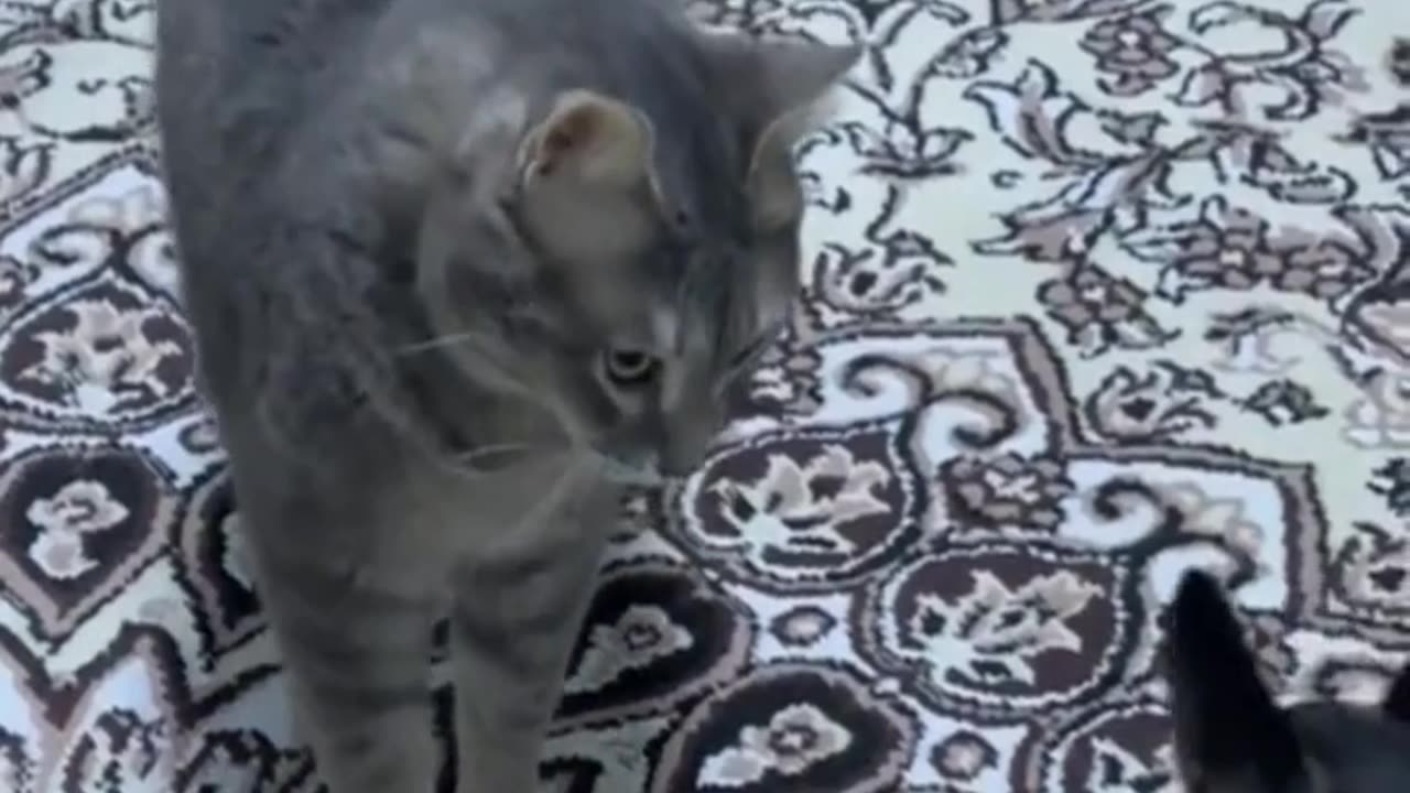 Funny videos