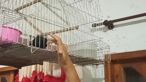 Cute Little Bird only likes its Human Mother