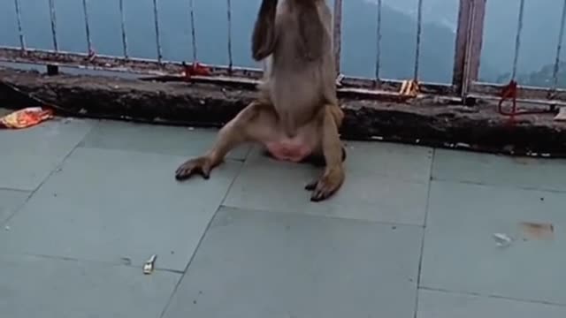 #monkey fight with dog in farent man