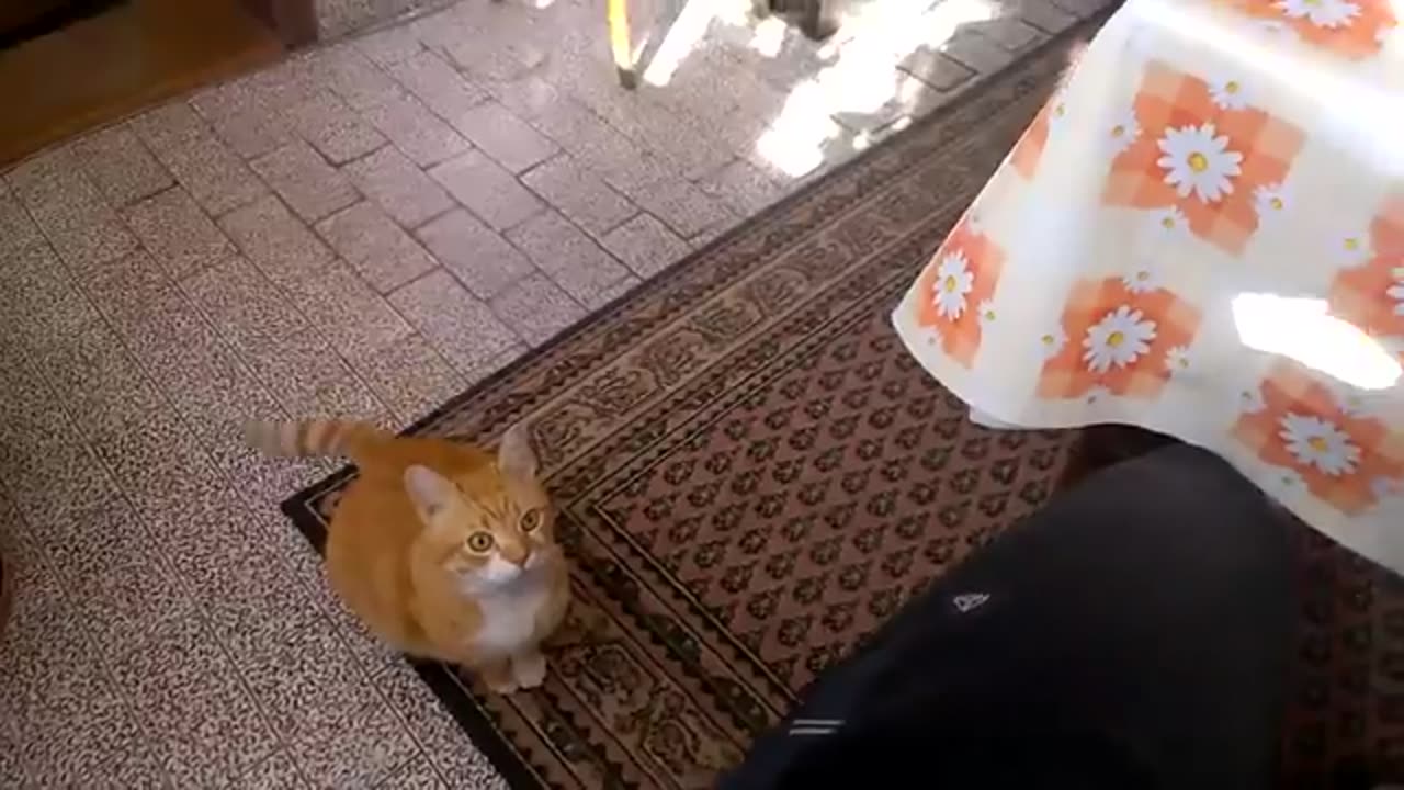 When Cat Wants To Be With Owner