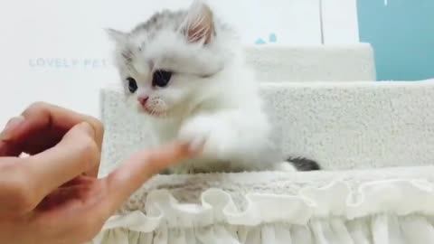 see their reaction, This is how cute cats act in front of the camera