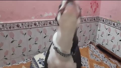PitBull Dog Training | Starting Training, 2 To 7 Months Dog Training |