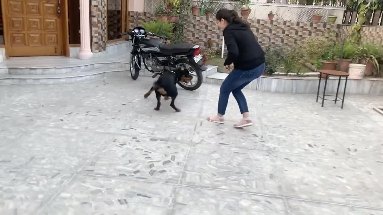 Public Reaction for this Dog