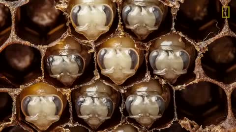 Bee development