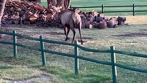 Rutting Bull Elk Break Through Fence