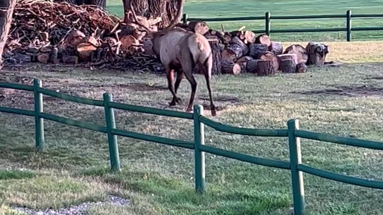 Rutting Bull Elk Break Through Fence