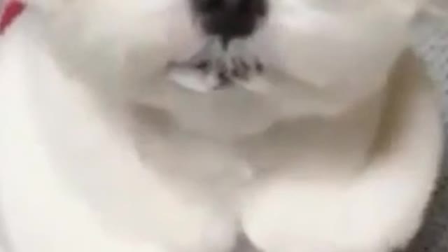 Cute cat