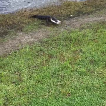 Alligator Steals Fish From Woman