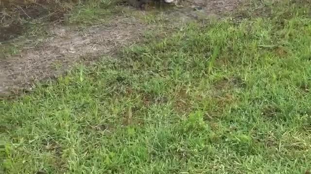 Alligator Steals Fish From Woman