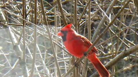 Cardinal