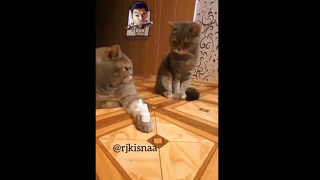 Funny cat