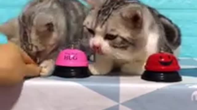 Cat funny cats, funny cat videos 🤣😆😆