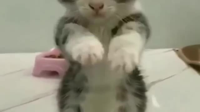 Dance little kitten dance