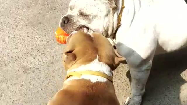 American Bully fight in street of New Delhi. [Dogs fights] [ Angry American Bully]