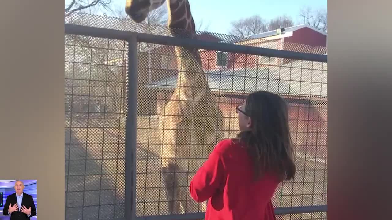 Try Not To Laugh _ Funny Animals Trolling Human Everywhere _ Funny Videos 2020