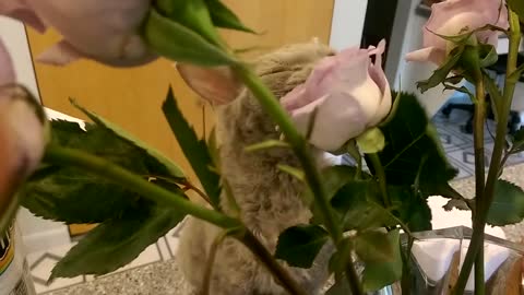 Nikki is eating my roses!