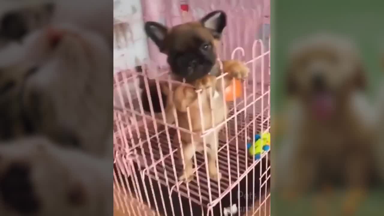 Popular Funny Animals playing