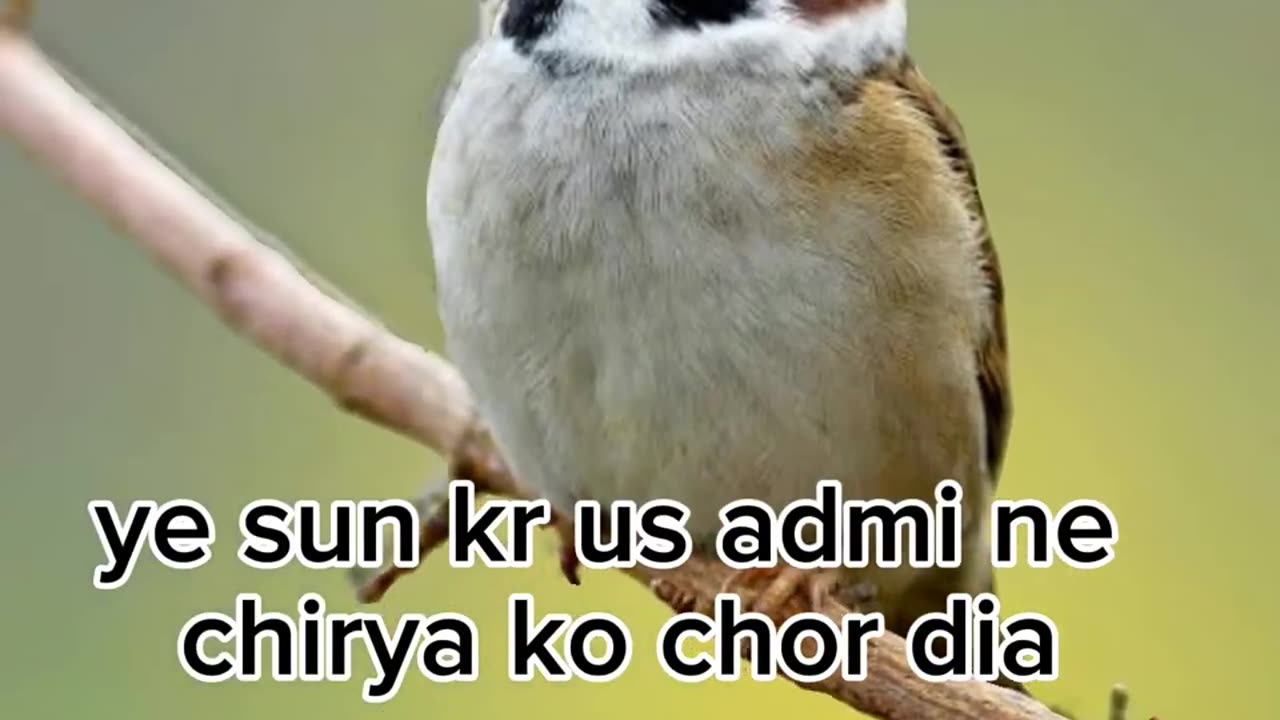 Advice of the bird - Chidiya ki nasihat - Kids Story - Kids Bedtime story