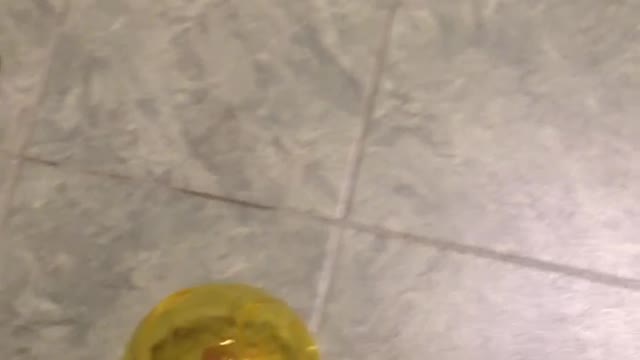 Hamster in a ball having the time of his life