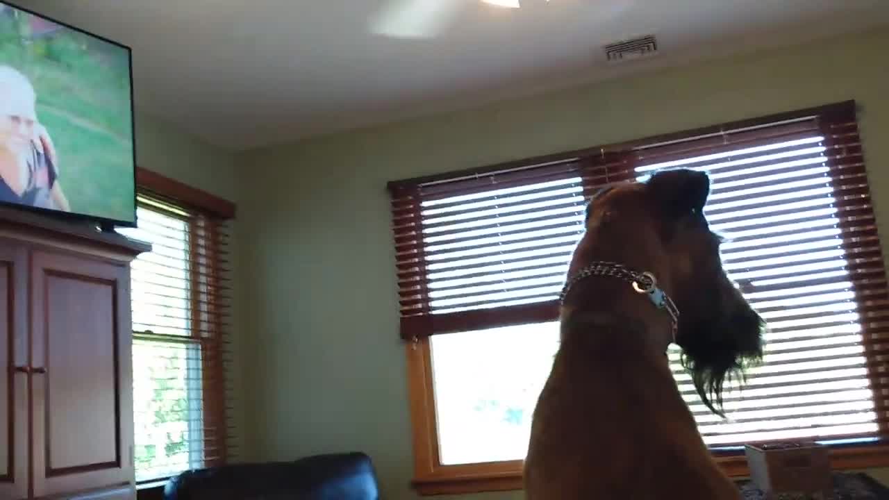 Irish Terrier Boden diggin' goats