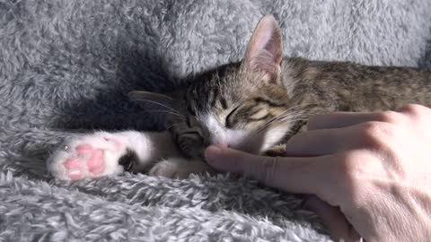 Adorable Little Cat Yawns