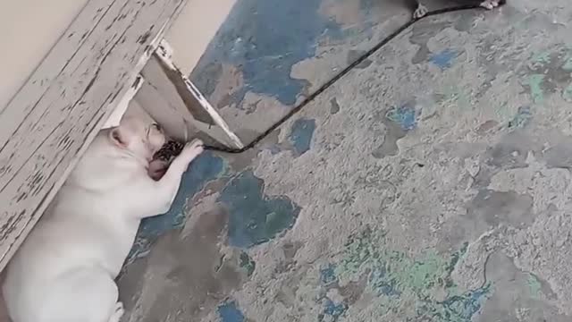 father children play