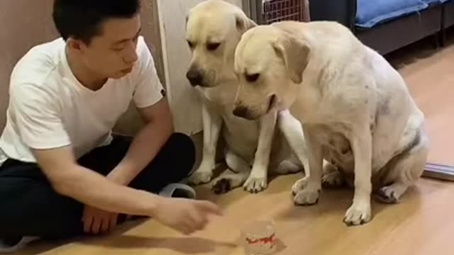 You will get STOMACH ACHE FROM LAUGHING SO HARD🐶Funny Dog Videos #Short​ 12