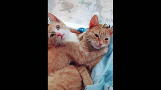 Funny dogs and cats Funny pets funny videos 2020