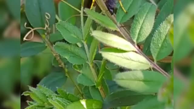 Black and yellow ichneumon wasp