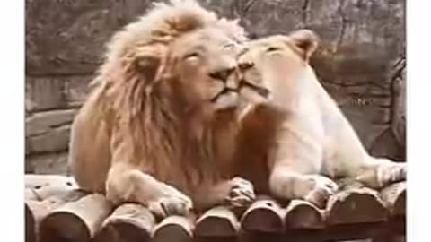 Lion love