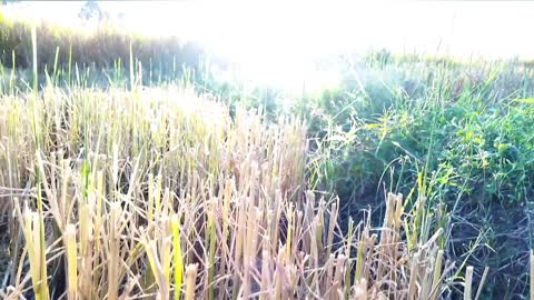 Fields in the evening in a beautiful sunset atmosphere