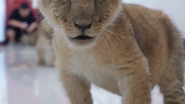 A newborn tiger cub