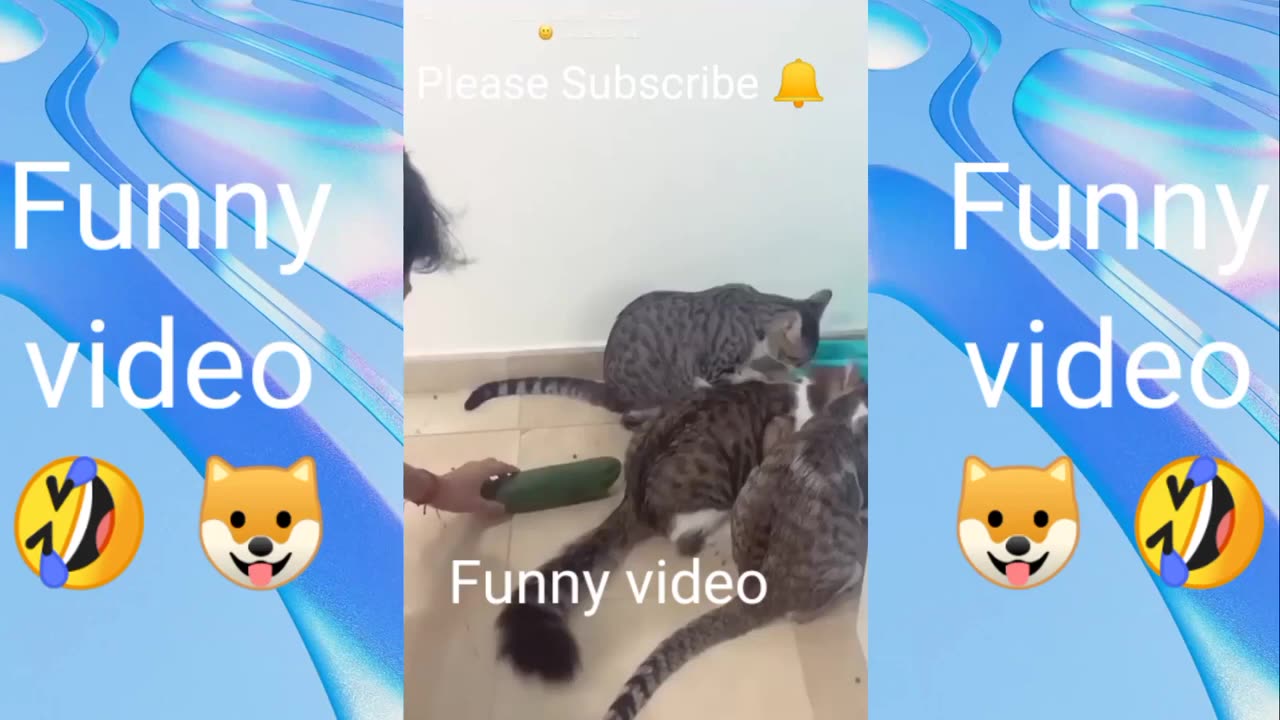 Funny Animals Videos 😂 Funniest Cats and dogs 😹🐶