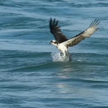 Catching the big fish.