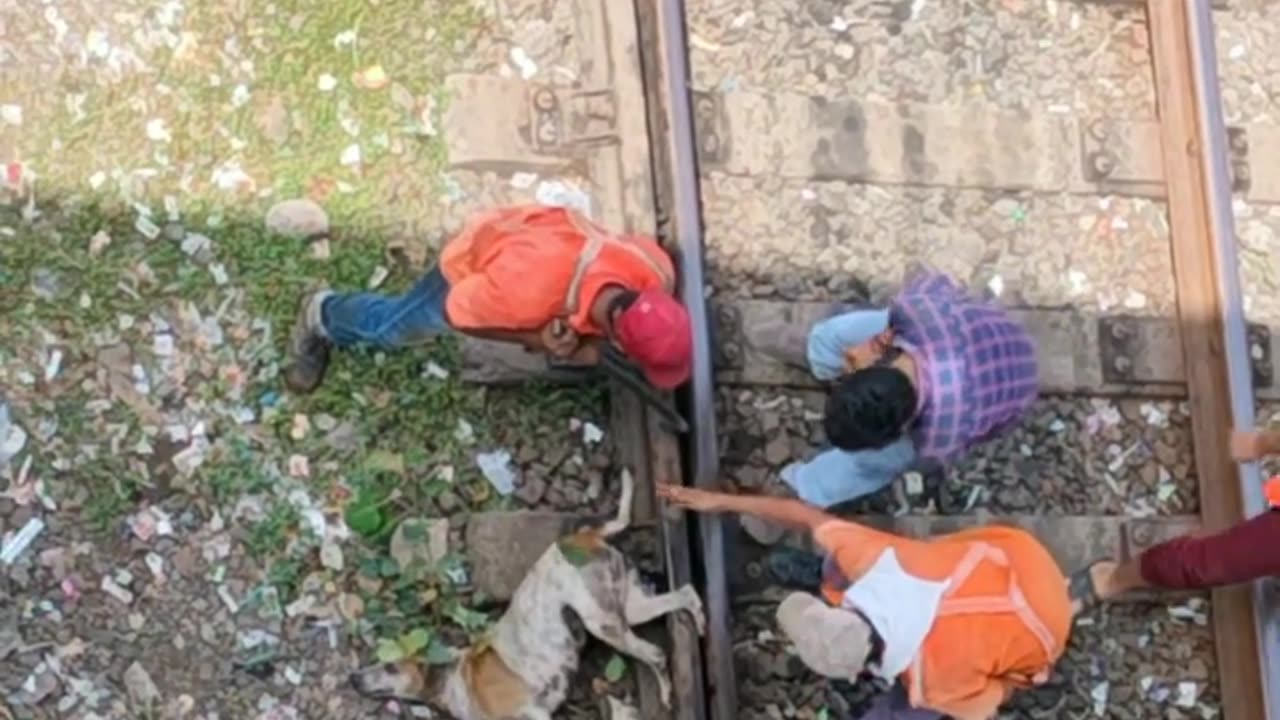 Dog rescue in railway track