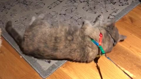 Cat hates going for walk