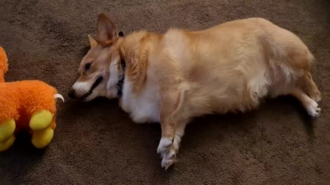 Corgi and the Llama