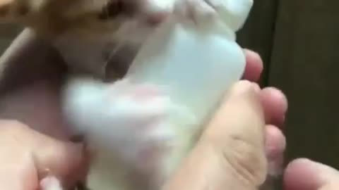 Cute cat love milk