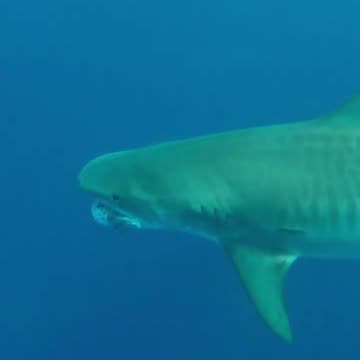 Pregnant Tiger shark chomps pufferfish off Pearl Harbor, Hawaii...
