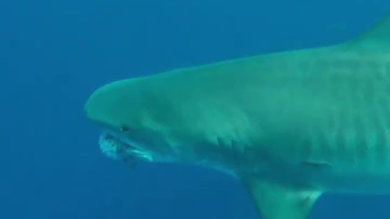 Pregnant Tiger shark chomps pufferfish off Pearl Harbor, Hawaii...