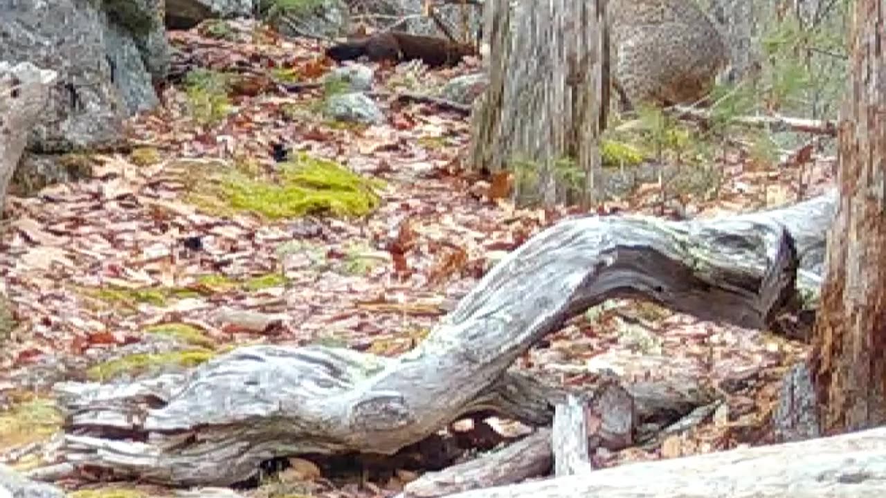 Bobcat Hunts Mink